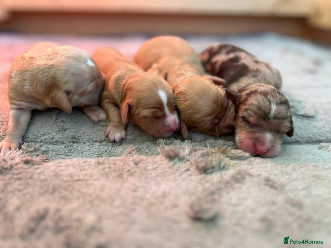 Cockapoo dogs for sale: Beautiful Cockapoo’s - Advert 13