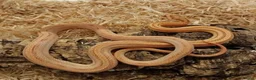Corn Snake reptiles for sale: Beautiful, Captive-Bred Corn Snakes - Advert 4