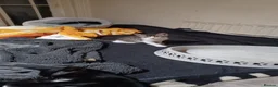 Mixed Breed cats for sale: 5 kittys  - Advert 36
