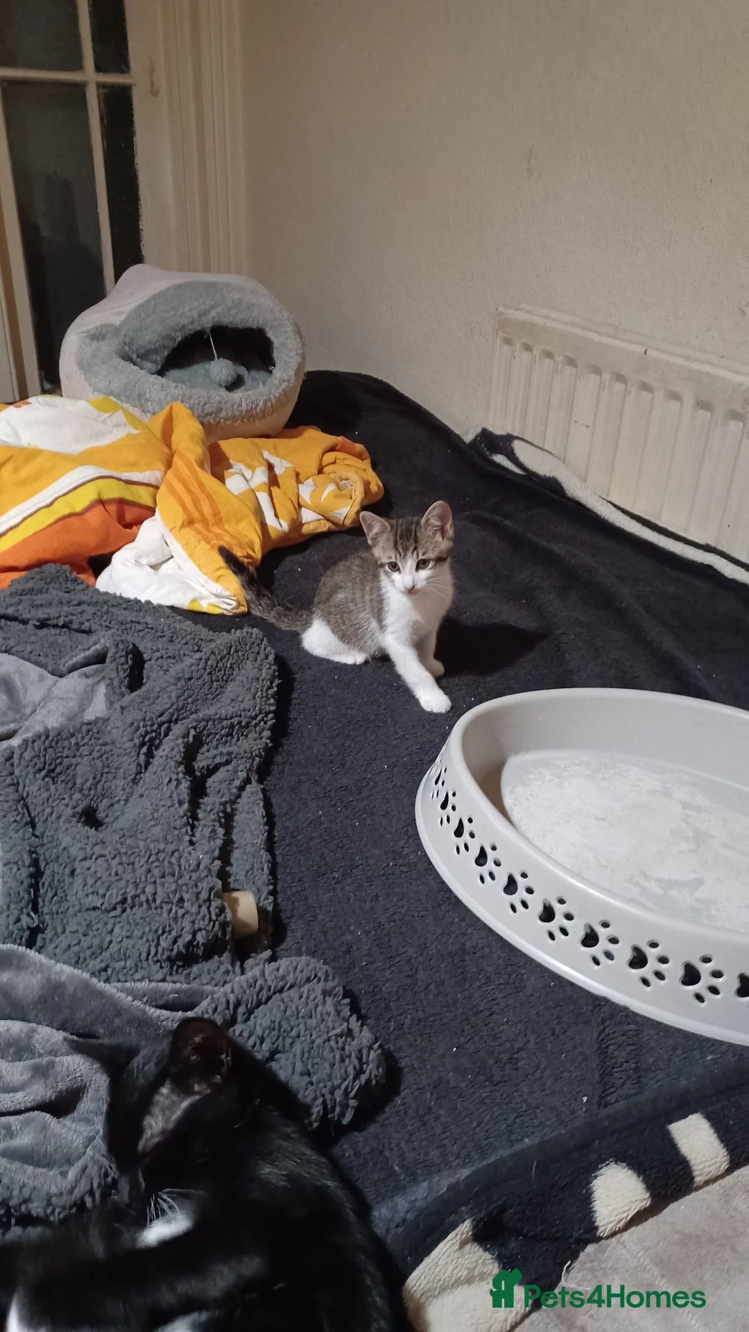Mixed Breed cats for sale: 5 kittys  - Advert 36