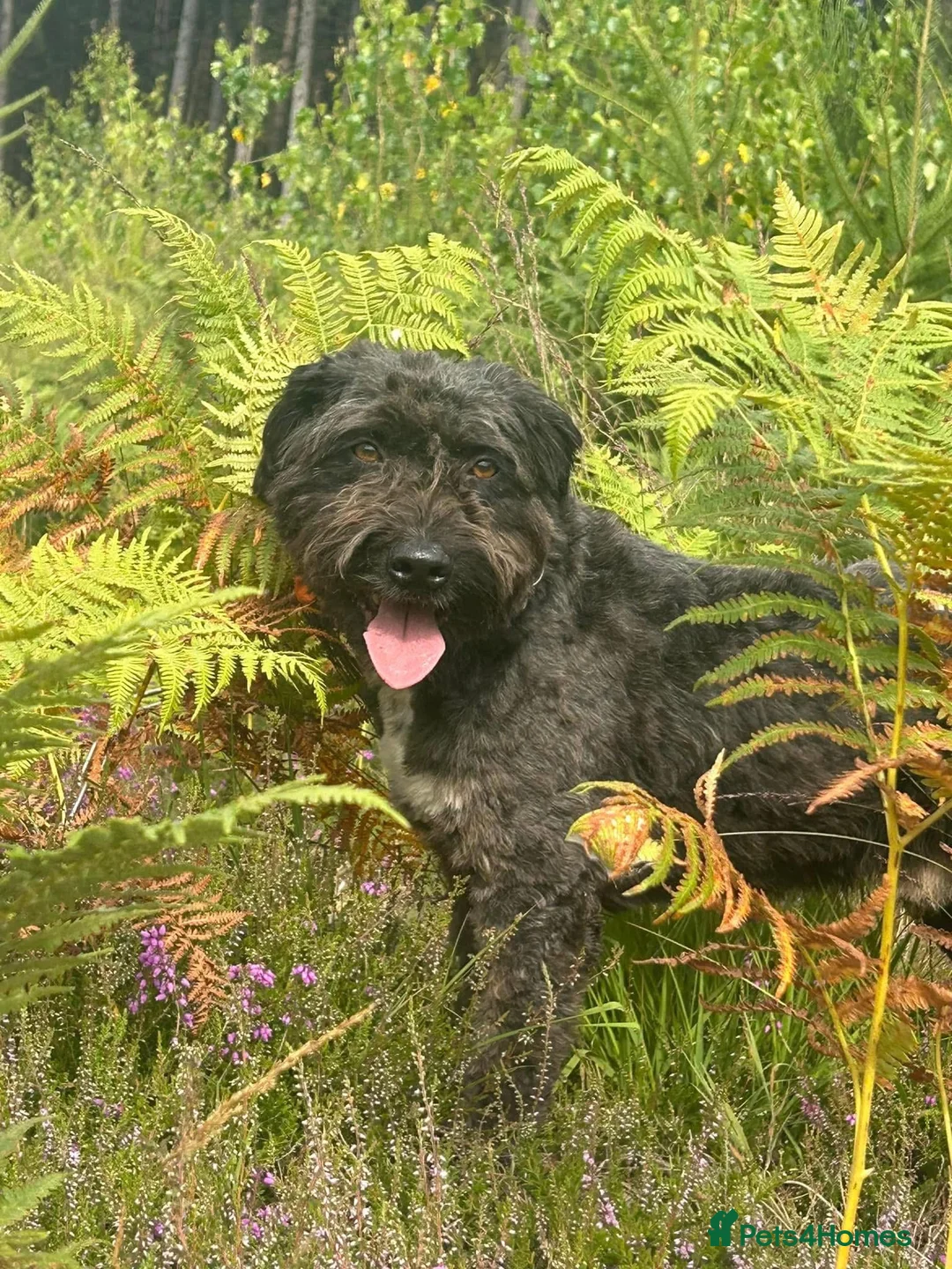 Mixed Breed dogs for adoption: Colby - Norwich Norfolk  in Norwich - Advert 20