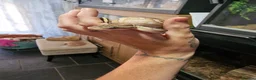 Python Snake reptiles for sale: Baby royal pythons  - Advert 5