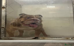 English Bulldog dogs for stud: Chocolate Merle beauty in Stafford - Image 5