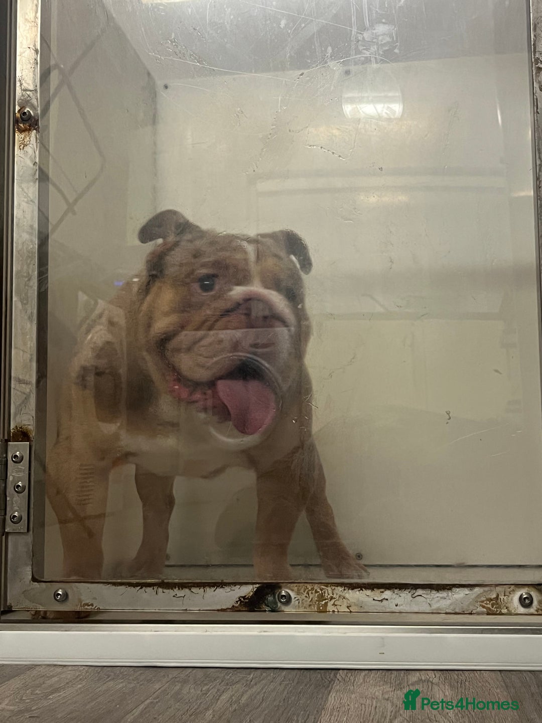 English Bulldog dogs for stud: Chocolate Merle beauty in Stafford - Image 5