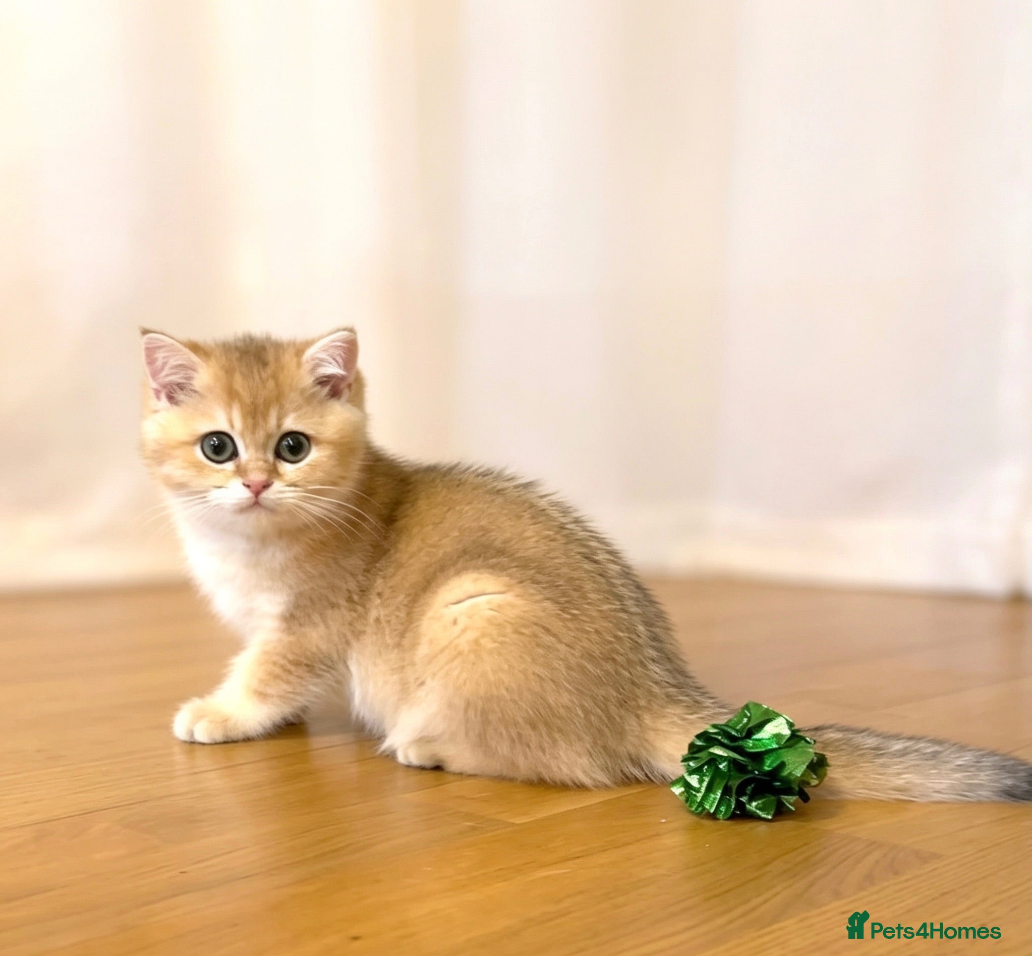 British Shorthair cats 🌟Last BSH Golden Shaded lovely girl left🌟 - Advert 8