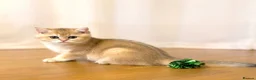 British Shorthair cats for sale: 🌟Last BSH Golden Shaded lovely girl left🌟 in Preston - Advert 1
