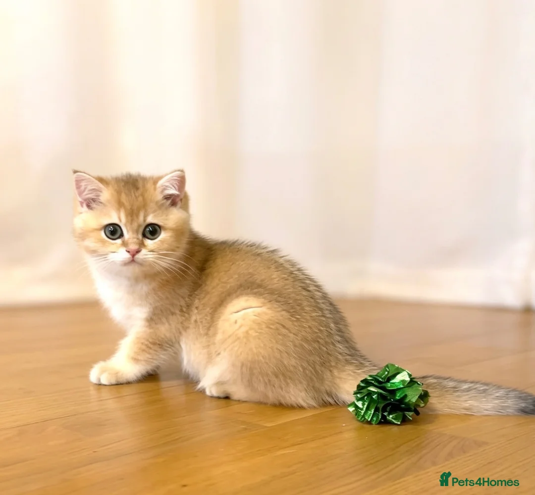 British Shorthair cats for sale: 🌟Last BSH Golden Shaded lovely girl left🌟 in Preston - Advert 1