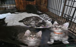 Maine Coon cats for sale: Maine coon purebred pedigre xl active in Barnsley - Image 4