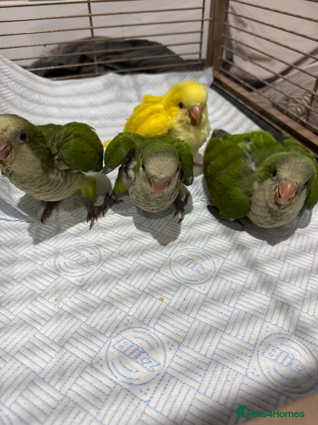 Parrots birds for sale: Baby Quakers Hand Reared & Well Socialised  - Advert 5