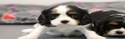 Cavalier King Charles Spaniel dogs for sale: Cavalier King Charles Puppies for sale - Advert 39