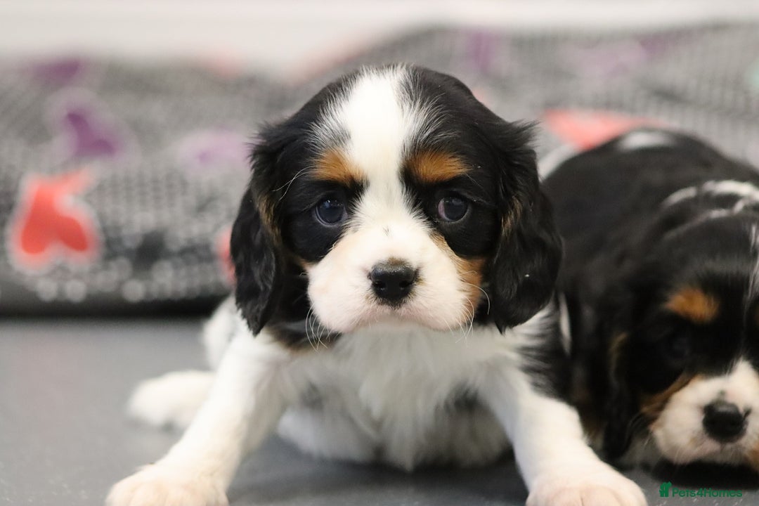 Cavalier King Charles Spaniel dogs for sale: Cavalier King Charles Puppies for sale - Advert 39