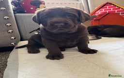 Labrador Retriever dogs for sale: Labradors Chunky chocolate x2 males  - Image 1