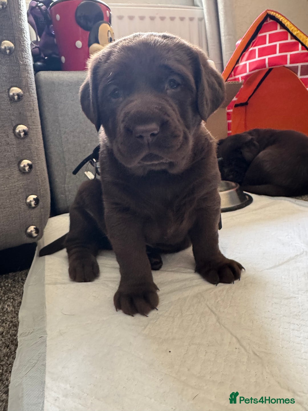 Labrador Retriever dogs for sale: Labradors Chunky chocolate x2 males  - Image 1