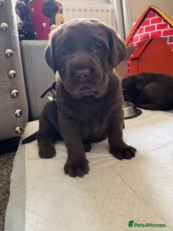 Labrador Retriever dogs - Advert 1