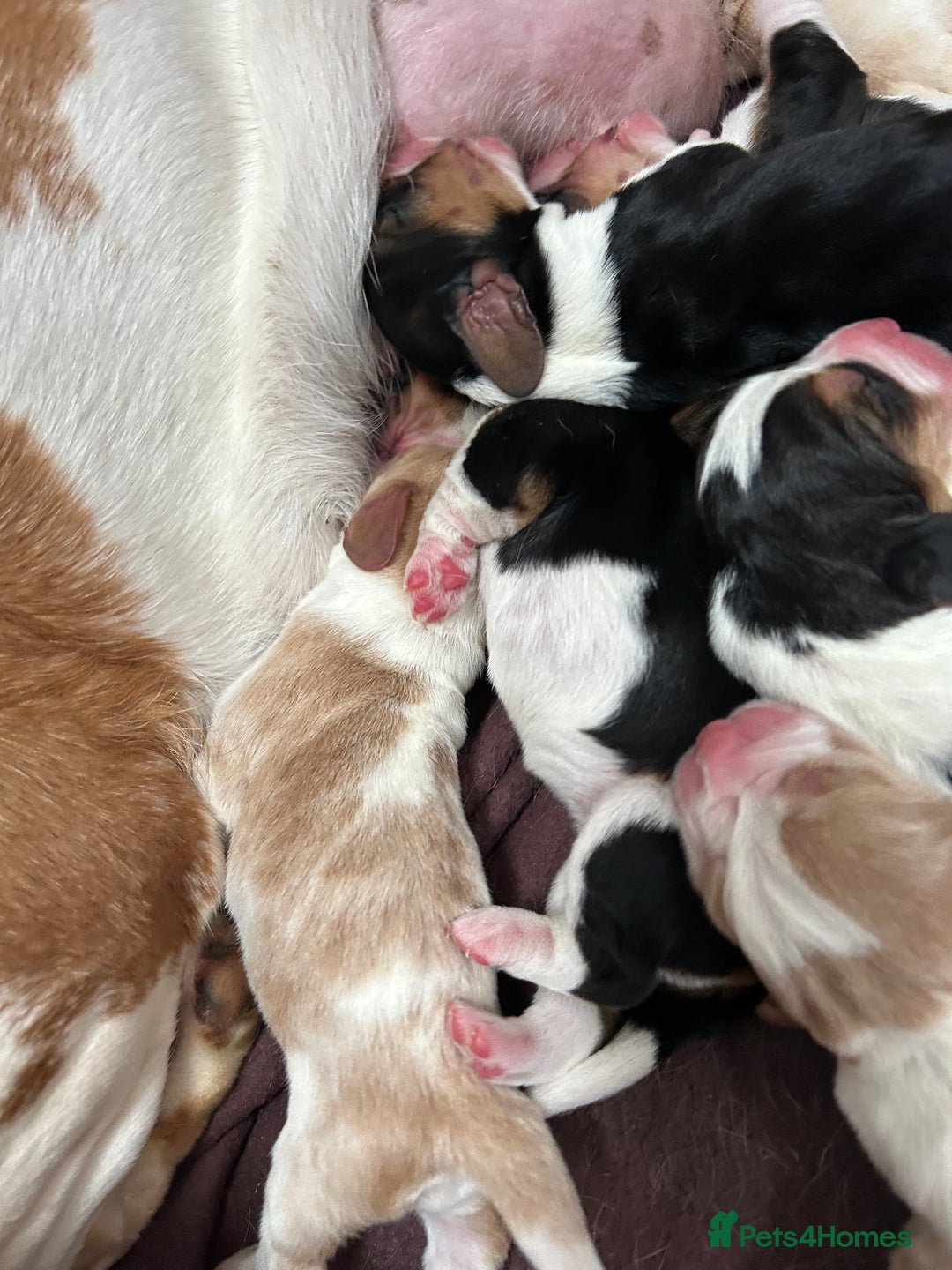 Basset Hound dogs for sale: Basset hound puppies for sale!! KC reg. - Image 4