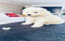Samoyed dogs for sale: Samoyed puppies KC Registered Champions Bloodline  - Image 14