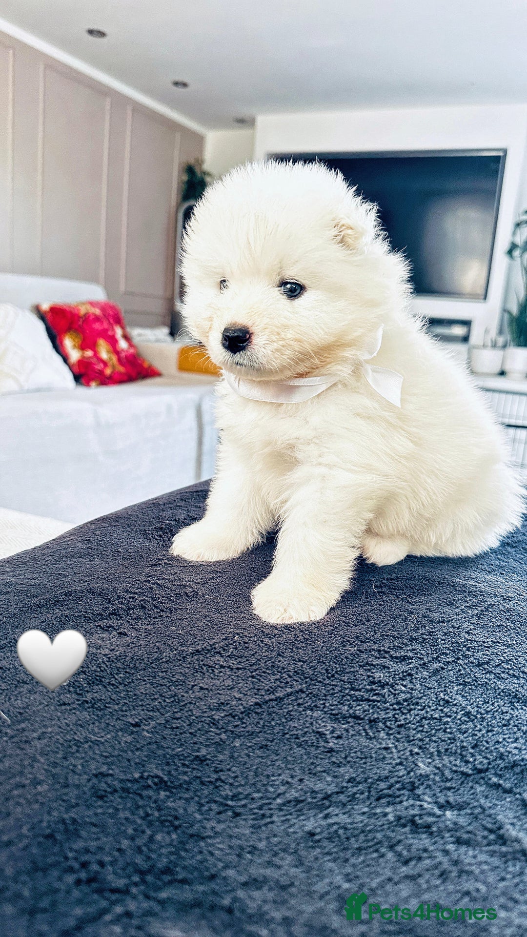 Samoyed dogs for sale: Samoyed puppies KC Registered Champions Bloodline  - Image 14