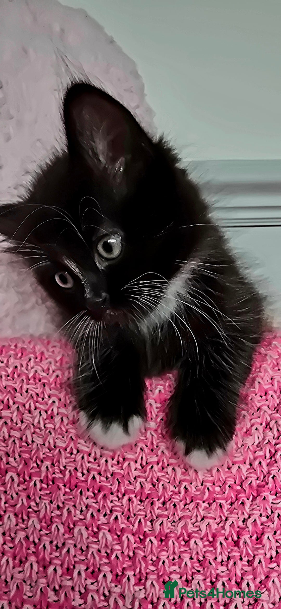 Mixed Breed cats for sale: 2 Adorable boys - Ragdol Mix kittens - Image 13