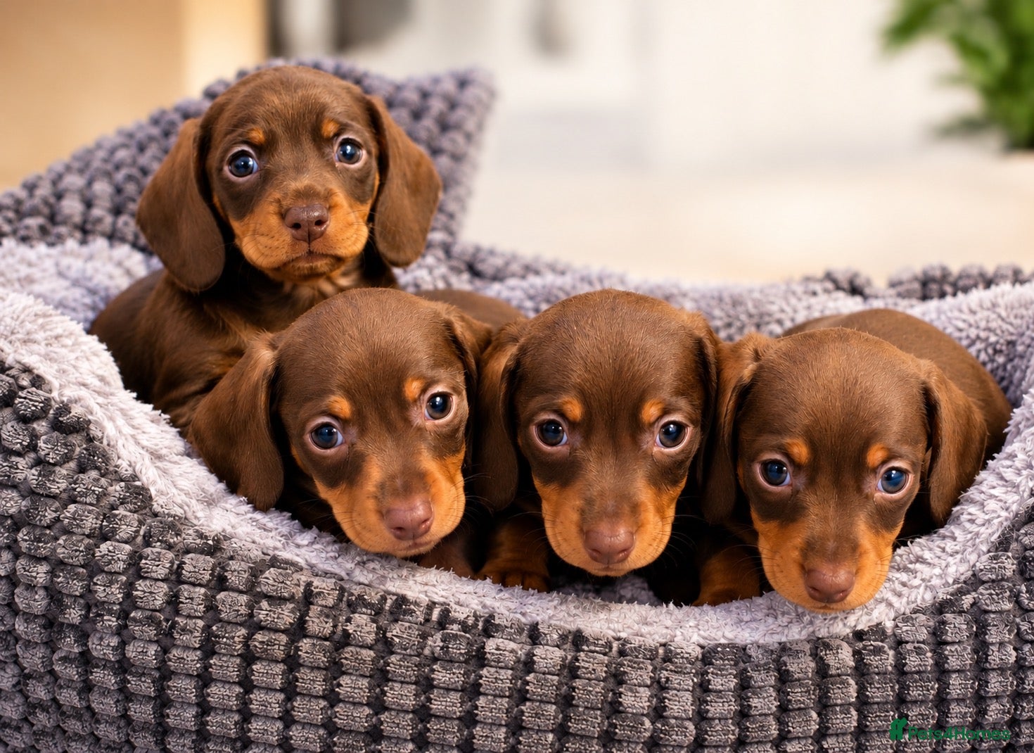 Miniature Dachshund dogs Chocolate and tan miniature dachshunds - Advert 1