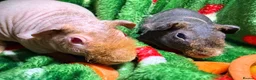 Guinea Pig rodents for sale: Skinny Pig Babies Boy & Girls - Advert 11