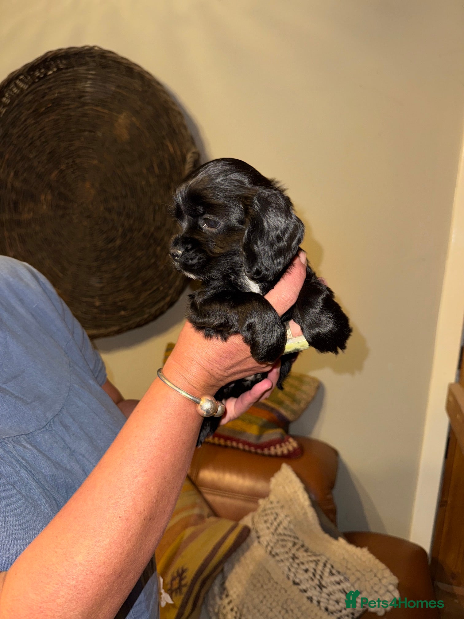 Mixed Breed dogs for sale: Stunning Colonial Cocker Spaniel Girls - Advert 6