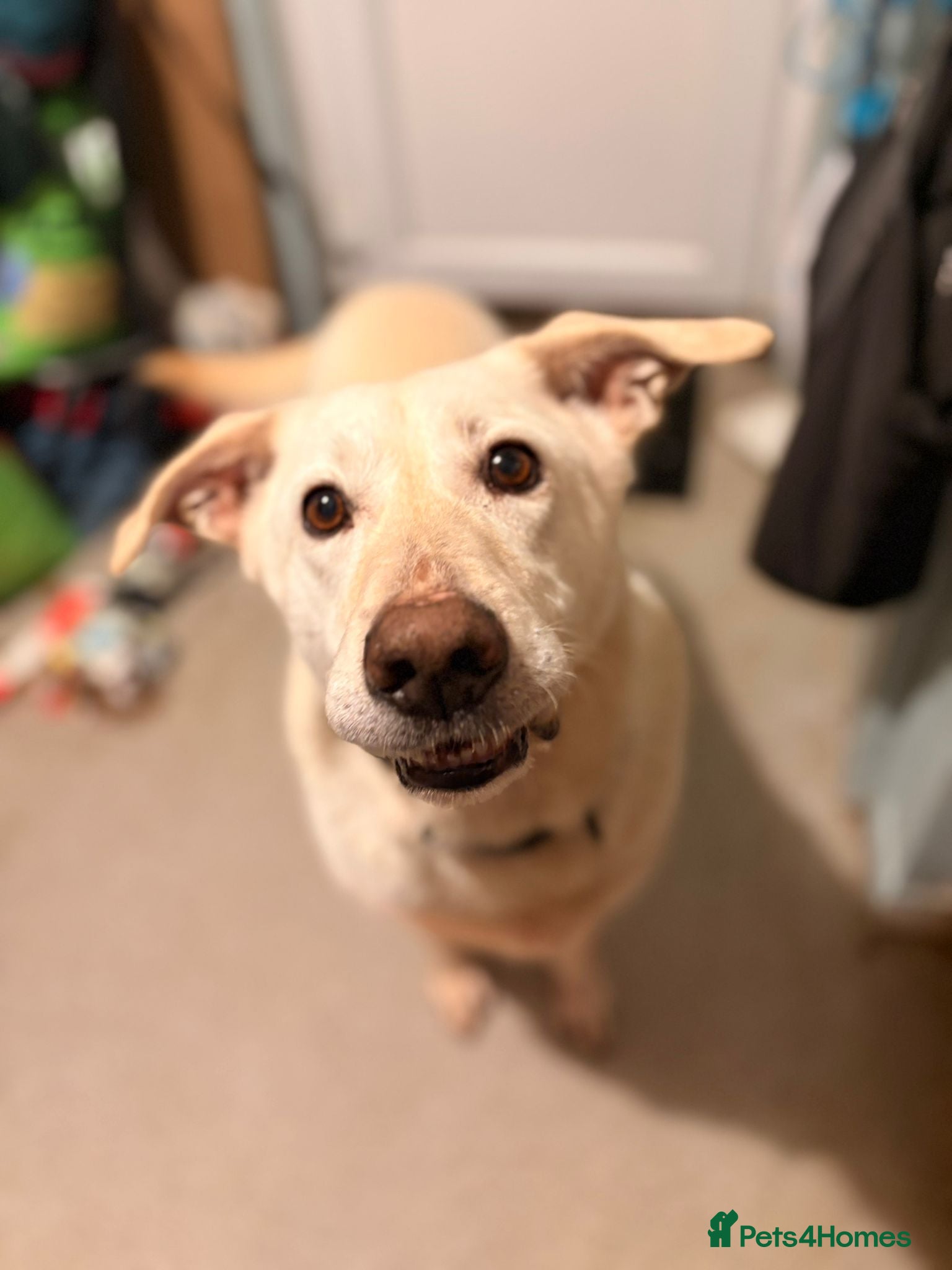 Mixed Breed dogs Handsome Oliver - Advert 23