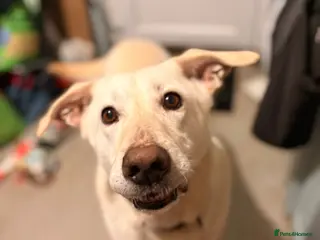 Mixed Breed dogs Handsome Oliver - Advert 23