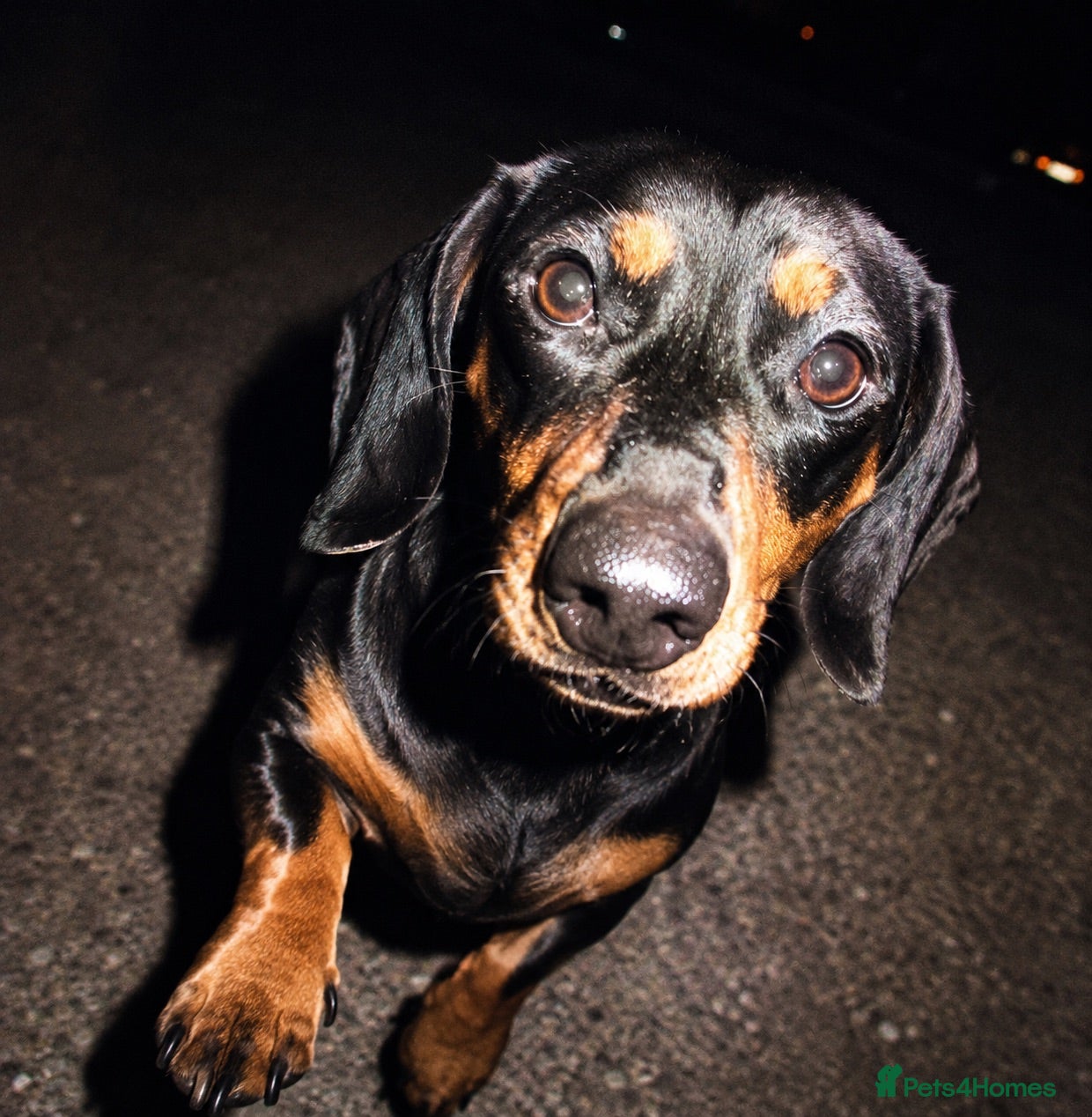 Miniature Dachshund dogs Black and Tan miniature dachshund  - Advert 1