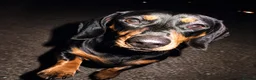 Miniature Dachshund dogs for sale: Black and Tan miniature dachshund  - Advert 1