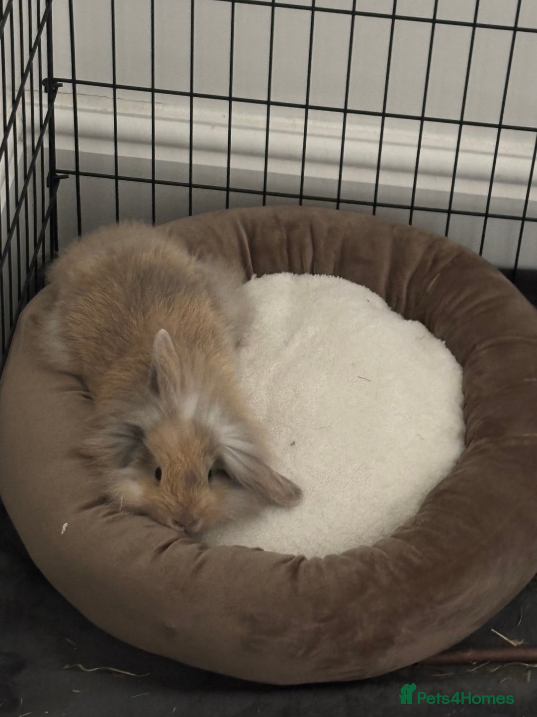 Mini Lop rabbits for sale: 13 week old male lop for sale - Advert 3