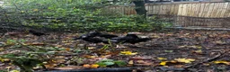 Chickens poultry for sale: Oshamo pullets & cockerels  - Advert 7