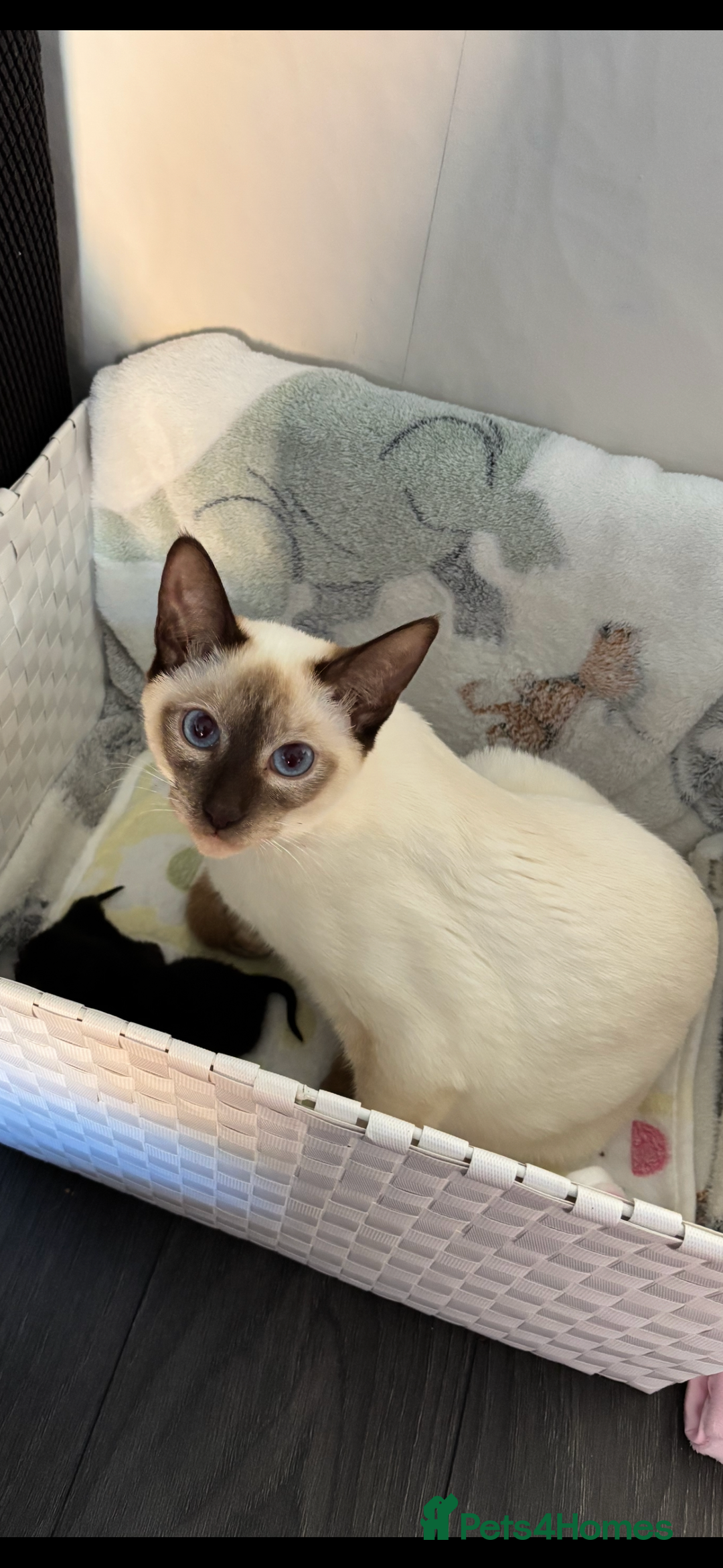 Siamese cats for sale: Half Siamese kittens  - Image 1