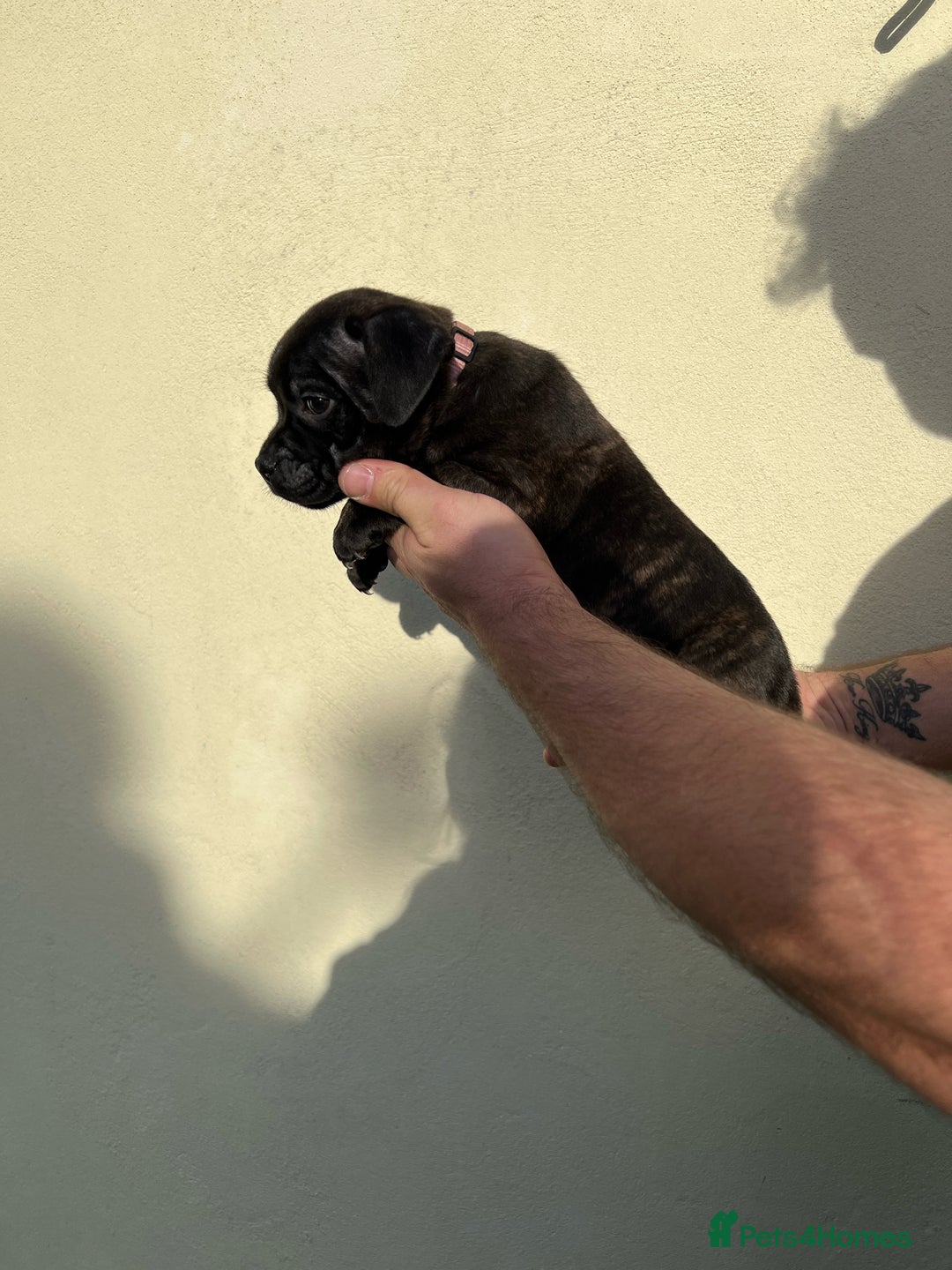 Staffordshire Bull Terrier dogs for sale: Gorgeous black brindle Staffy pups KC - Image 5