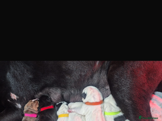 Mixed Breed dogs Puppys for sale - Advert 2