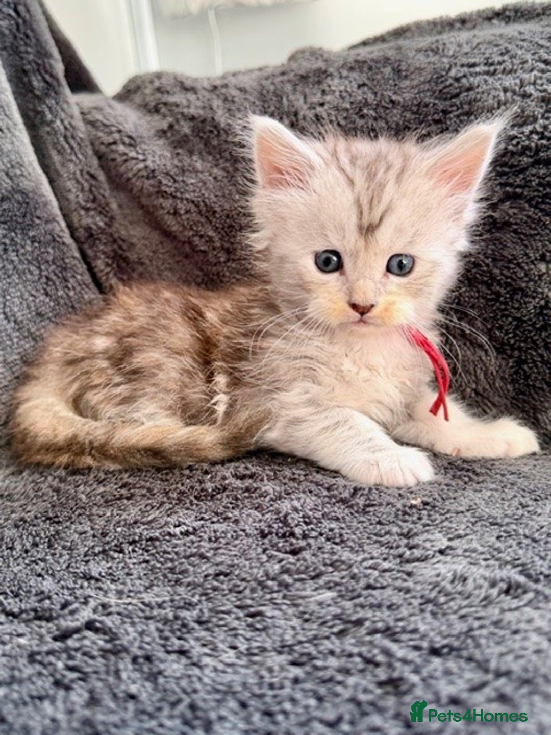 Maine Coon cats for sale: 🐾 TICA-Registered Maine Coon Kittens🐾 - Advert 17