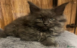 Maine Coon cats for sale: STUNNING MAINE COON KITTENS BLUE SMOKE (tica reg ) - Image 3