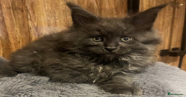 Maine Coon cats - Advert 2