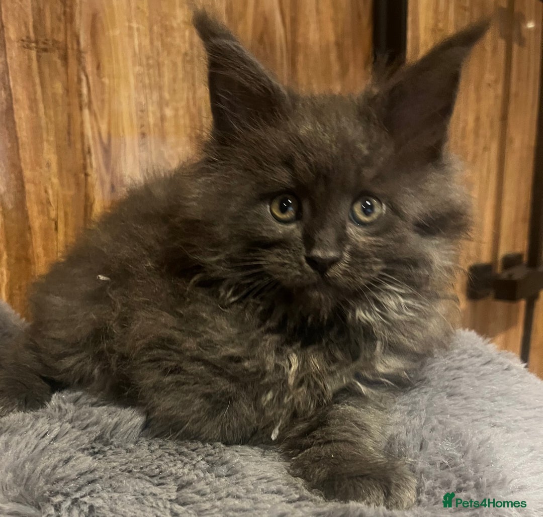 Maine Coon cats for sale: STUNNING MAINE COON KITTENS BLUE SMOKE (tica reg ) - Image 3