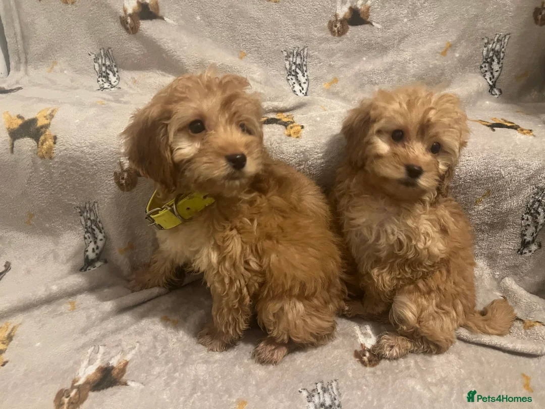 Cockapoo dogs for sale: Cockapoo puppies - Advert 12