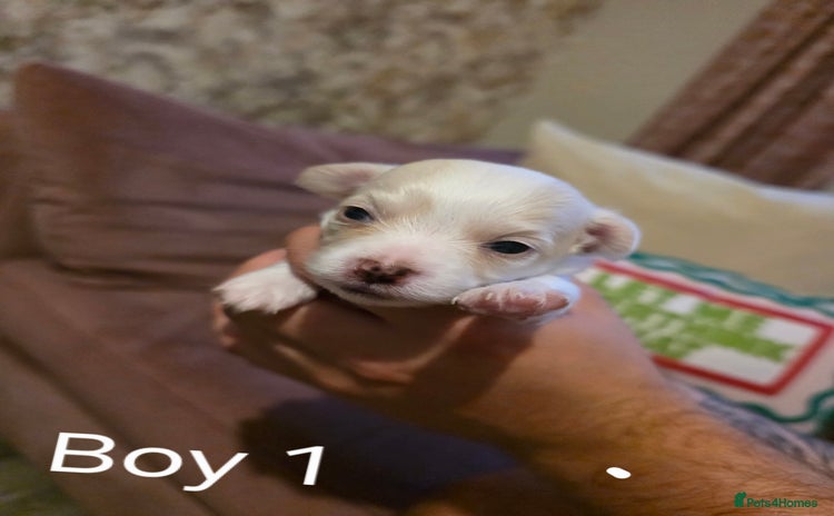 Chihuahua dogs - Advert 5