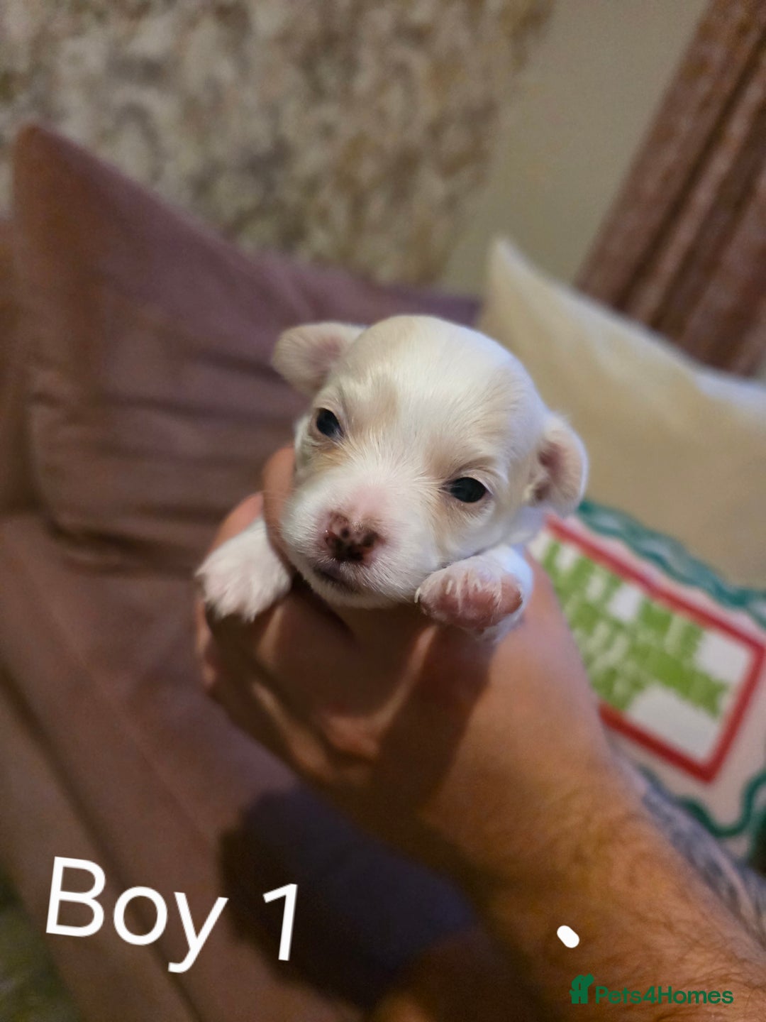 Chihuahua dogs for sale: Male Chihuahua Puppies Doppled  - Image 1