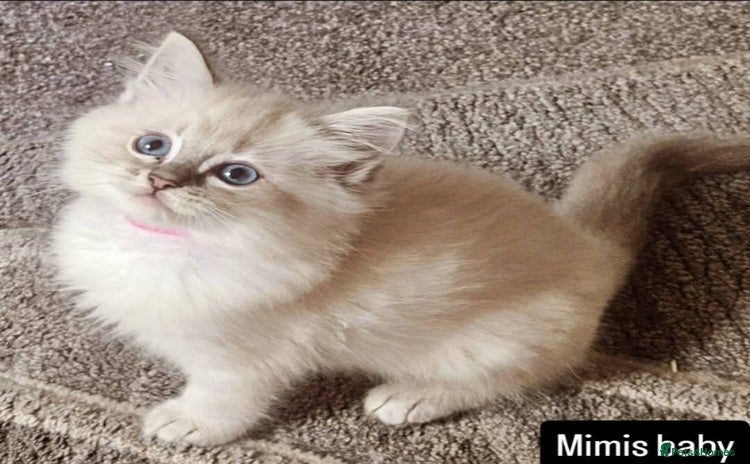 Ragdoll cats - Advert 6