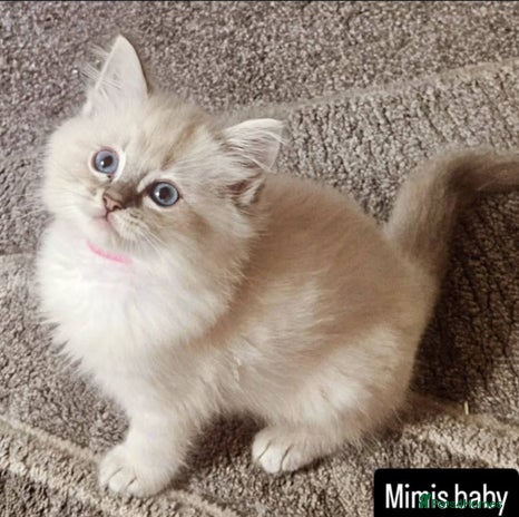 Ragdoll cats - Advert 6