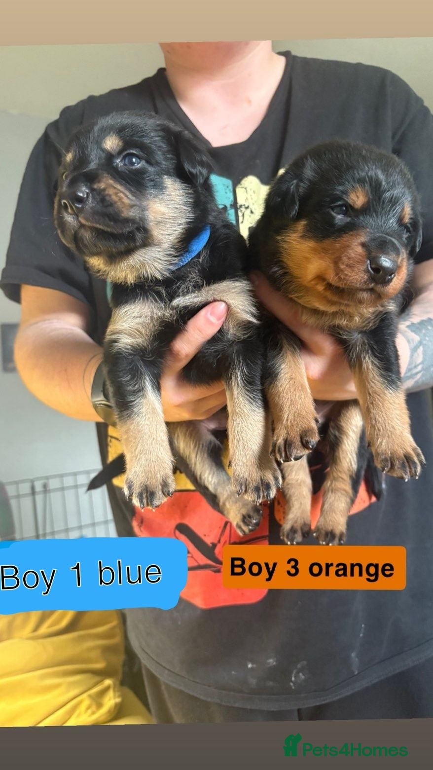 Mixed Breed dogs Border collie, german shepherd rottweilers - Advert 14