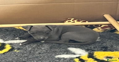 Whippet dogs - Advert 9