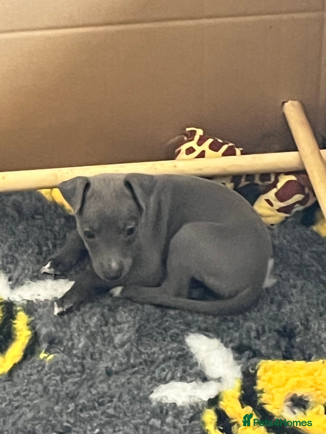 Whippet dogs for sale: One boy left, KC registered  - Image 3