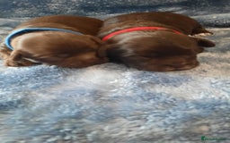 Shihpoo dogs for sale: Chocolate Toy Shipoo pups - Image 15