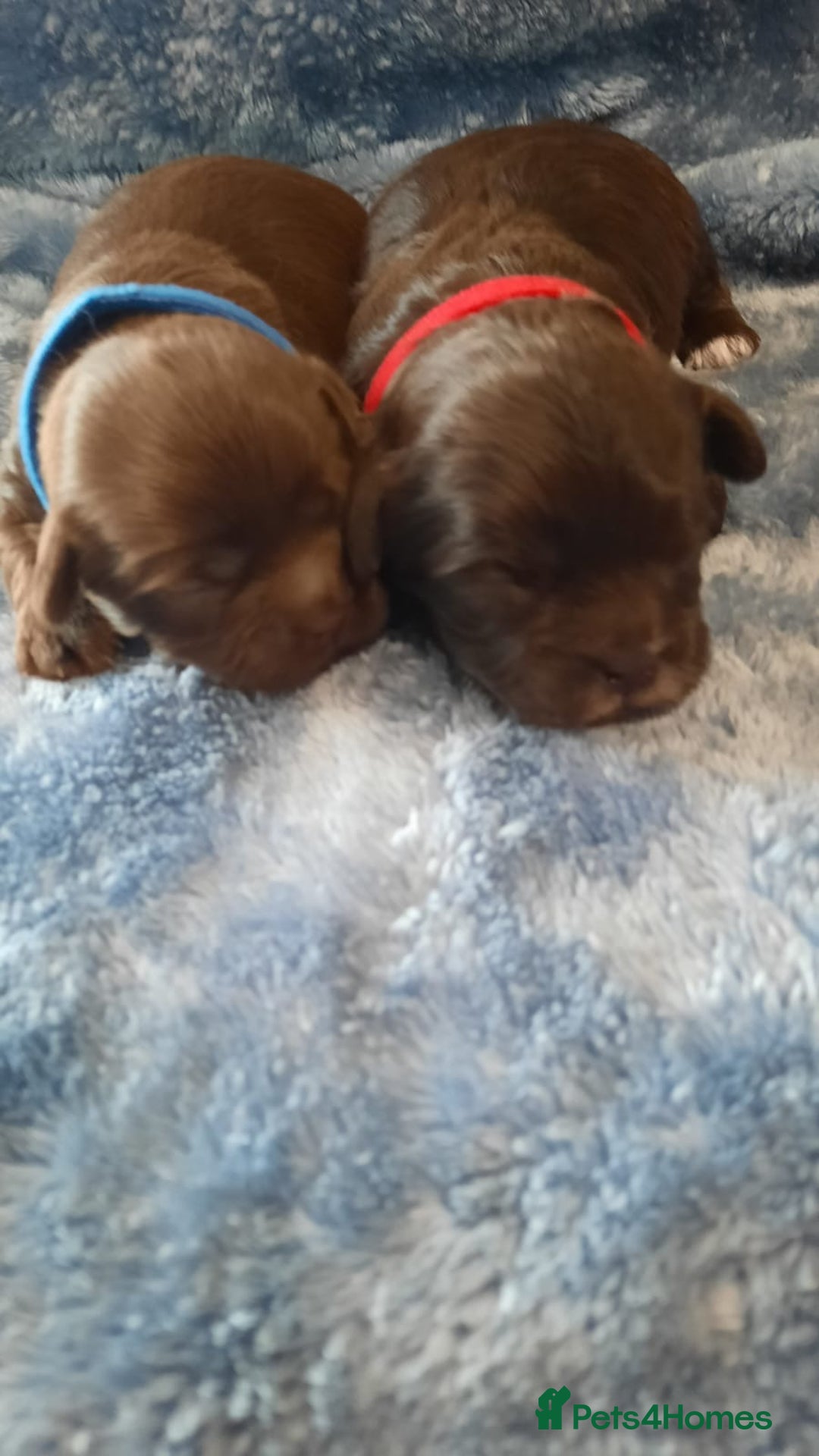 Shihpoo dogs for sale: Chocolate Toy Shipoo pups - Image 15