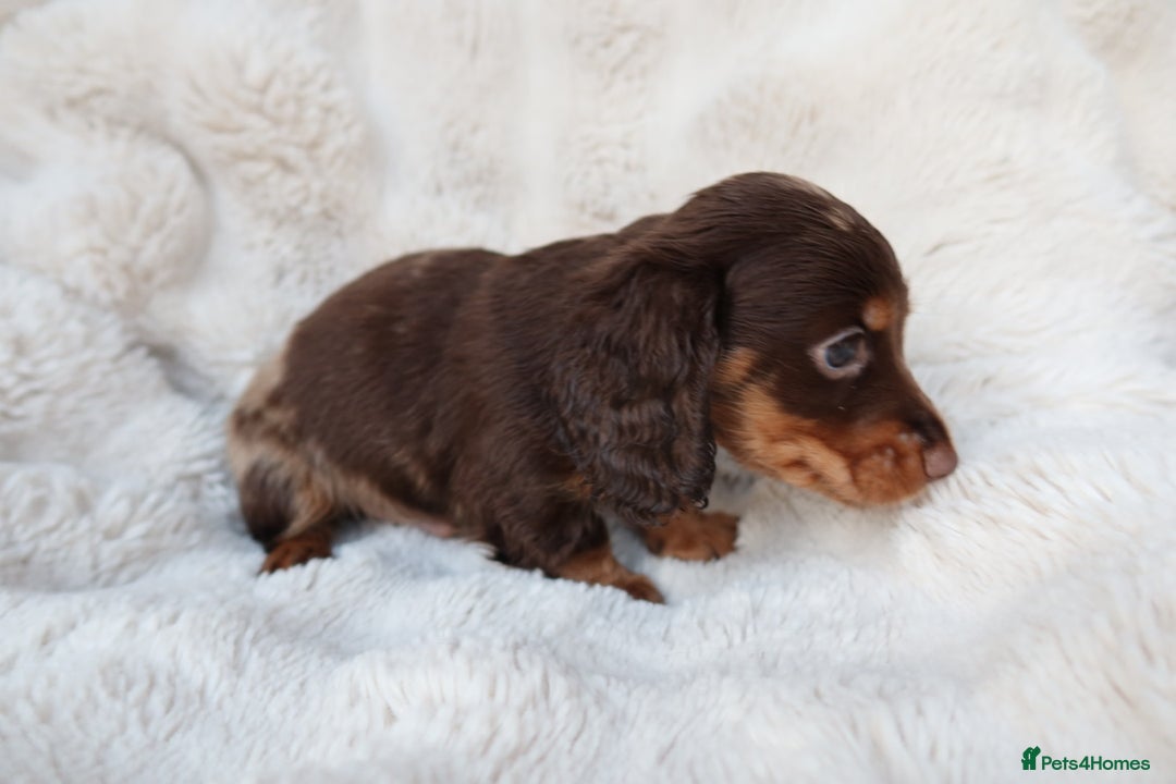 Miniature Dachshund dogs for sale: 4 male long hair miniature daschunds for sale - Advert 4
