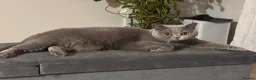 British Shorthair cats for sale: Ashiya - 4 year old pedigree British Shorthair - Advert 11